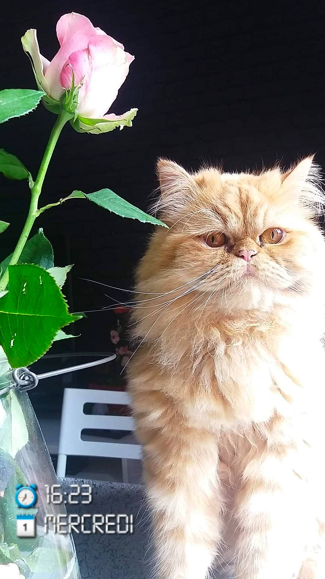 Reüs participe au concours pour gagner de l'argent avec cette photo : asian_semi_longhair, british_longhair, british_semi_longhair, carnivore, cat, domestic_long_haired_cat, fawn, felidae, flower, fur, kitten, mammal, napoleon_cat, norwegian_forest_cat, persian, photo_caption, plant, ragamuffin, small_to_medium_sized_cats, whiskers