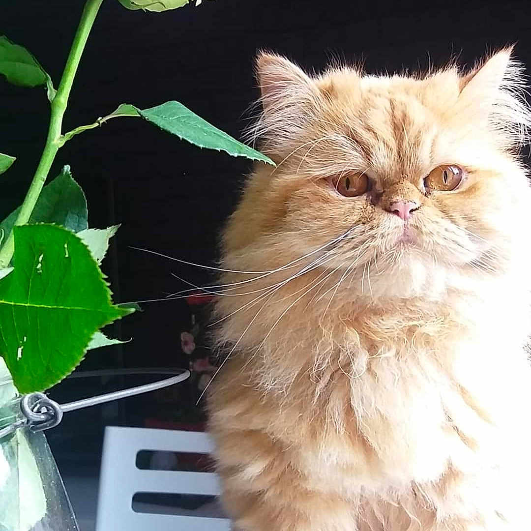 Reüs