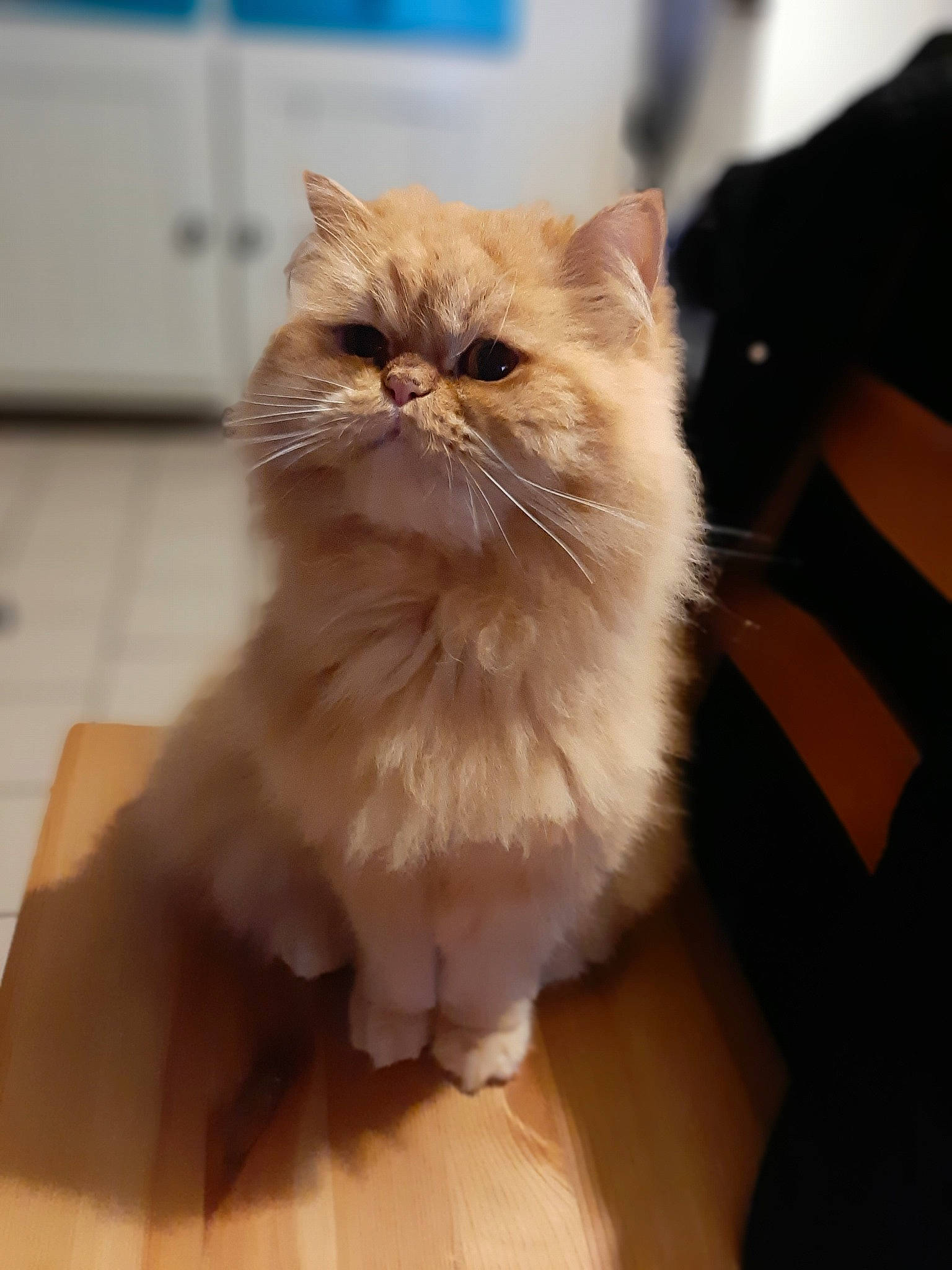 Reüs a rejoint le concours — aidez-le/la à gagner de superbes lots ! asian, asian_semi_longhair, british_semi_longhair, carnivore, cat, domestic_long_haired_cat, eye, fawn, felidae, fur, kitten, mammal, munchkin, napoleon_cat, norwegian_forest_cat, persian, ragamuffin, small_to_medium_sized_cats, vertebrate, whiskers