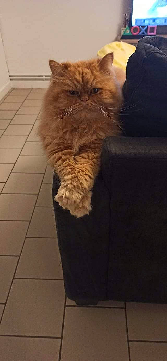 Reüs a rejoint le concours — aidez-le/la à gagner de superbes lots ! bag, box, carnivore, cat, claw, comfort, couch, fawn, felidae, flooring, fur, grey, hardwood, human_leg, small_to_medium_sized_cats, snout, tail, terrestrial_animal, whiskers, wood