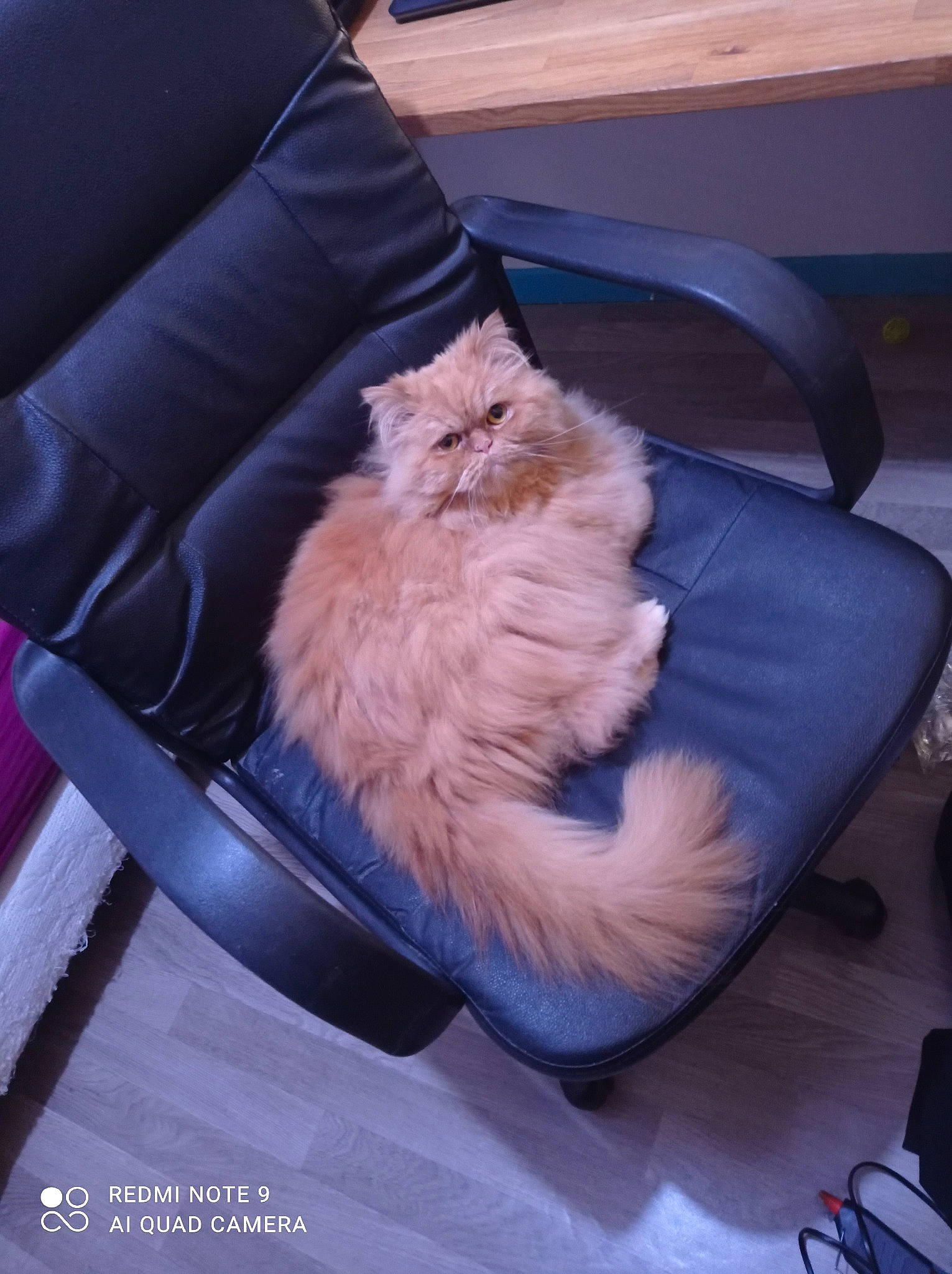 Reüs participe au concours pour gagner de l'argent avec cette photo : bag, carnivore, cat, chair, comfort, companion_dog, couch, dog_breed, electric_blue, felidae, fur, human_leg, lap, paw, sitting, small_to_medium_sized_cats, sporting_group, tail, whiskers, wood