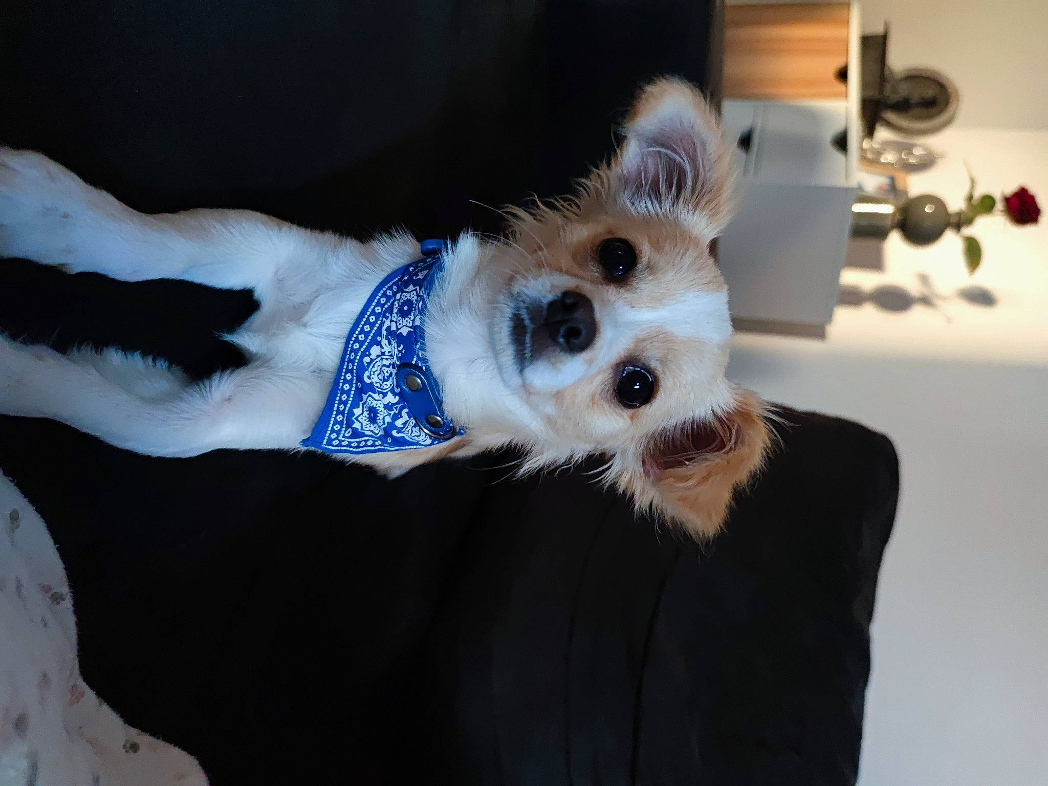 Laïko participe au concours pour gagner de l'argent avec cette photo : bow_tie, canidae, carnivore, collar, companion_dog, dog, dog_breed, dog_clothes, dog_supply, electric_blue, fashion_accessory, fawn, felidae, fur, snout, sporting_group, tail, terrier, toy_dog, whiskers