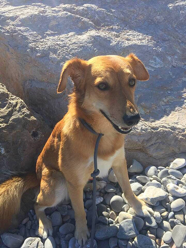 Haka participe au concours pour gagner de l'argent avec cette photo : africanis, canidae, carnivore, cretan_hound, dog, dog_breed, fawn, hunting_dog, lurcher, mammal, mountain_cur, potcake_dog, rare_breed_dog, sporting_group, street_dog, vertebrate