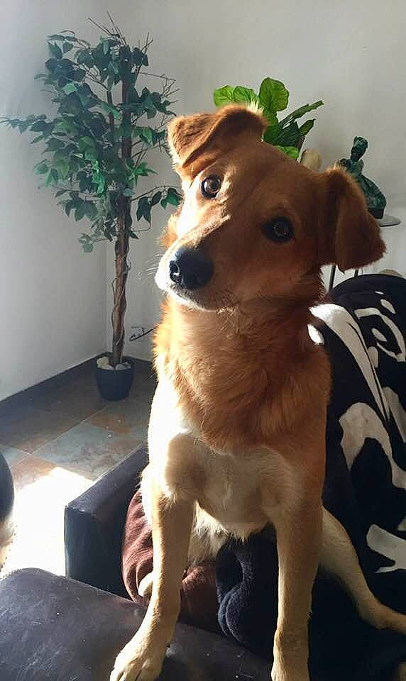 Haka a rejoint le concours — aidez-le/la à gagner de superbes lots ! brazilian_terrier, canidae, carnivore, carolina_dog, companion_dog, dog, dog_breed, fawn, feist, fox_terrier, mammal, miniature_fox_terrier, potcake_dog, puppy, snout, street_dog, vertebrate