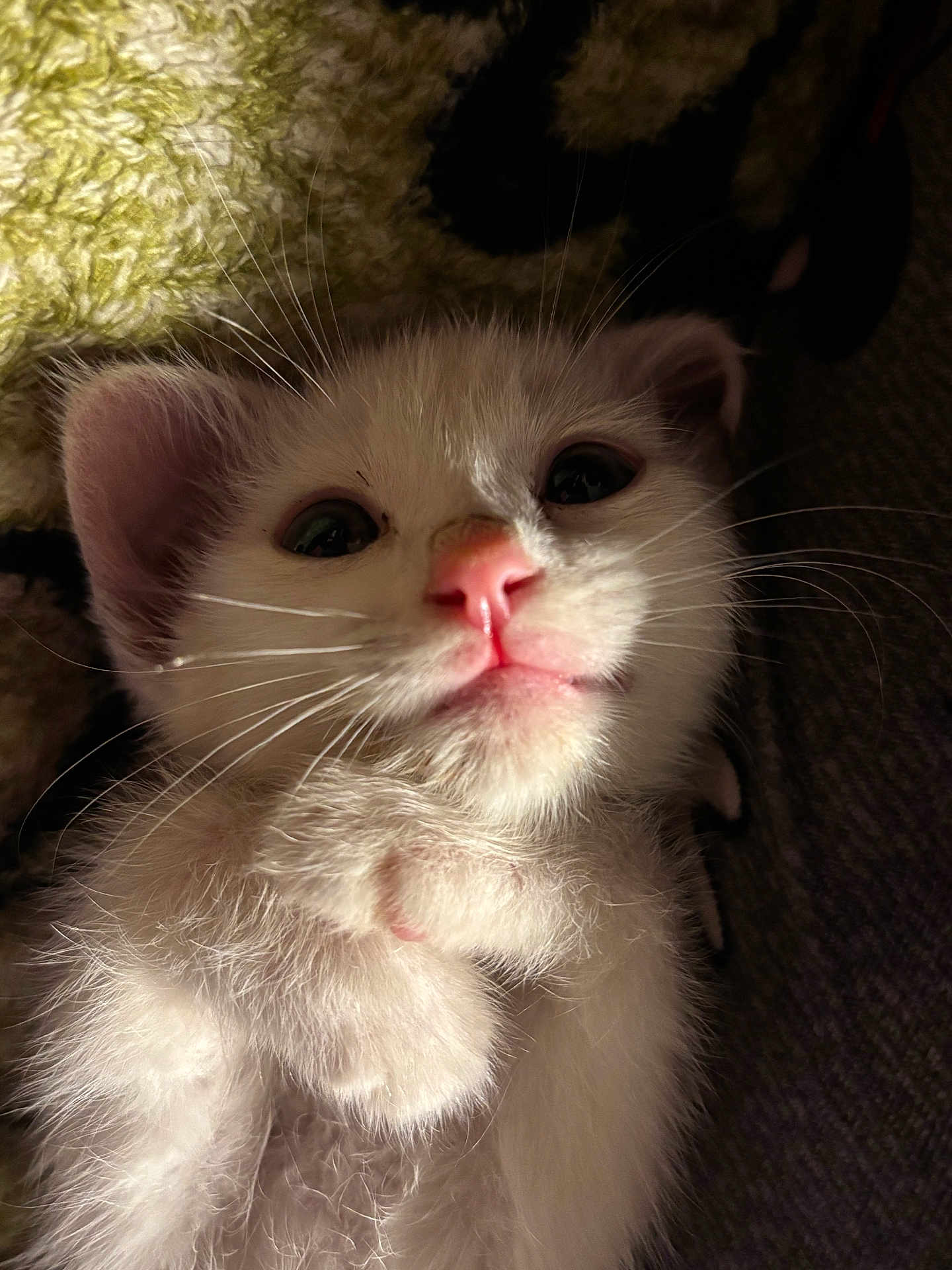 Marie is registered to the contest to win money with this photo: kitten, cat, pet, close_up, white_fur, whiskers, pink_nose, cute, animal, young_cat, feline, sleepy, paw, indoor, soft_texture, relaxed, portrait, face, mammal, fur