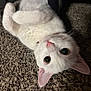 cat, white_cat, pet, animal, carpet, indoor, fur, whiskers, ears, playful, cute, looking, lying_down, domestic_animal, mammal, closeup, feline, young_cat, pink_nose, curious
