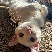 Marie is registered to the contest to win money with this photo: cat, white_cat, upside_down, carpet, sunlight, whiskers, ears, nose, indoor, pet, cute, feline, relaxed, close_up, texture, mesh_screen, playful, animal, domestic, fur