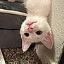 Marie is registered to the contest to win money with this photo: kitten, white_cat, upside_down, pink_nose, curious, carpet, wall, indoor, pet, close_up, fur, animal, cute, young_cat, domestic_cat, whiskers, ears, floor, playful, small_animal