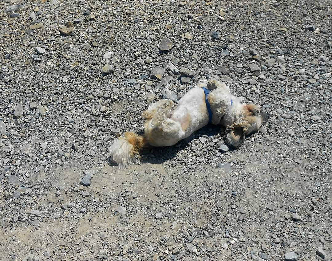 Cappuccino a rejoint le concours — aidez-le/la à gagner de superbes lots ! art, asphalt, bedrock, canidae, carnivore, dog_breed, fawn, felidae, fur, paw, prairie_dog, road_surface, rock, snout, soil, sporting_group, squirrel, tail, terrestrial_animal, wildlife