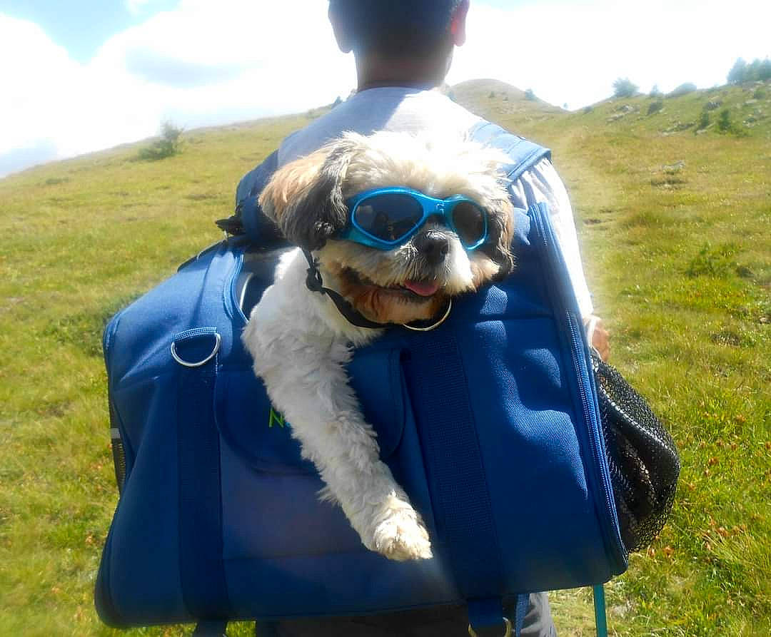 Cappuccino participe au concours pour gagner de l'argent avec cette photo : automotive_exterior, carnivore, companion_dog, dog, dog_breed, electric_blue, eyewear, glasses, goggles, grass, grassland, happy, leisure, personal_protective_equipment, recreation, sky, sporting_group, sunglasses, travel, vision_care
