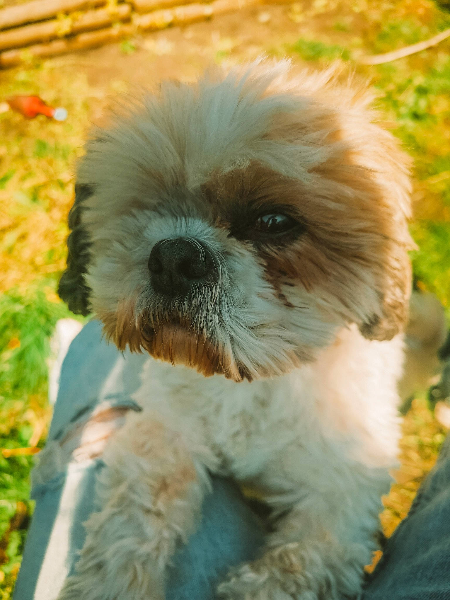 Cappuccino participe au concours pour gagner de l'argent avec cette photo : canidae, carnivore, companion_dog, dog, dog_breed, fawn, fur, grass, head, liver, mal_shi, plant, shih_tzu, small_terrier, snout, sporting_group, terrestrial_animal, terrier, toy_dog, working_animal