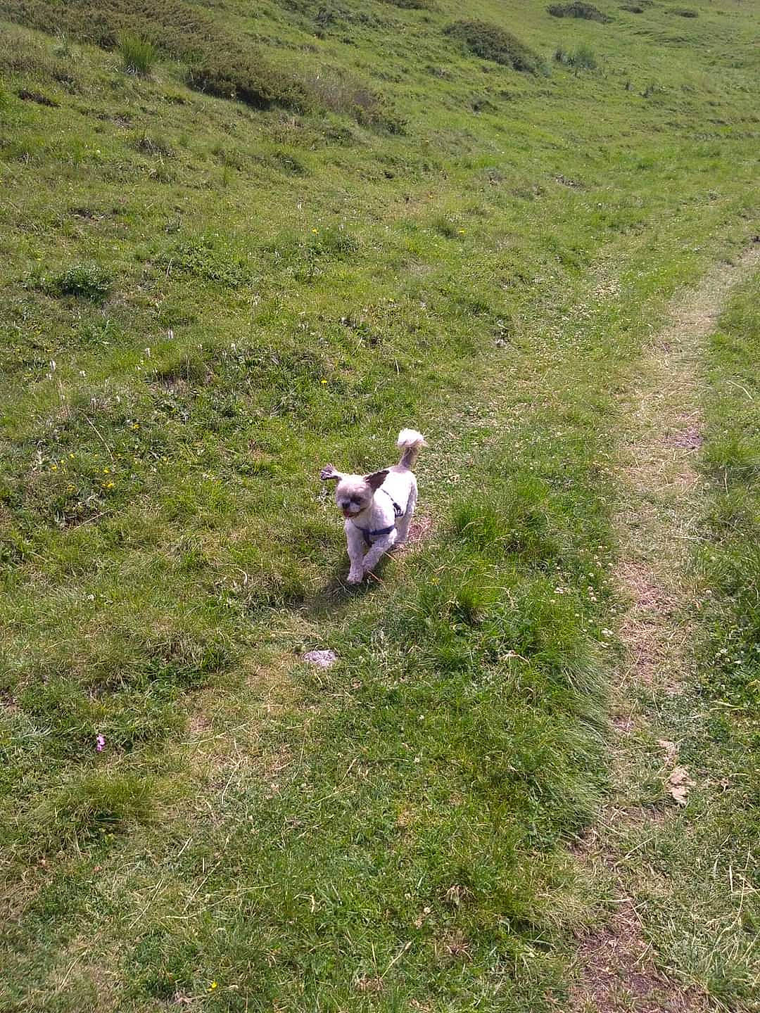 Cappuccino a rejoint le concours — aidez-le/la à gagner de superbes lots ! dog, ecoregion, field, grass, grass_family, grassland, groundcover, hill, landscape, lawn, meadow, pasture, people_in_nature, plant, plant_community, prairie, slope, soil, tree, vegetation