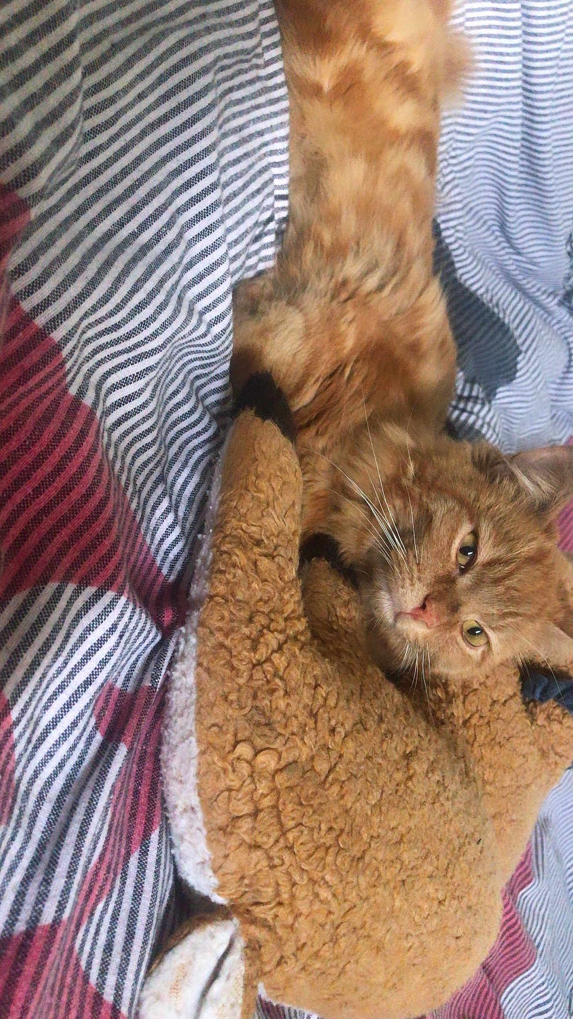 Fifi