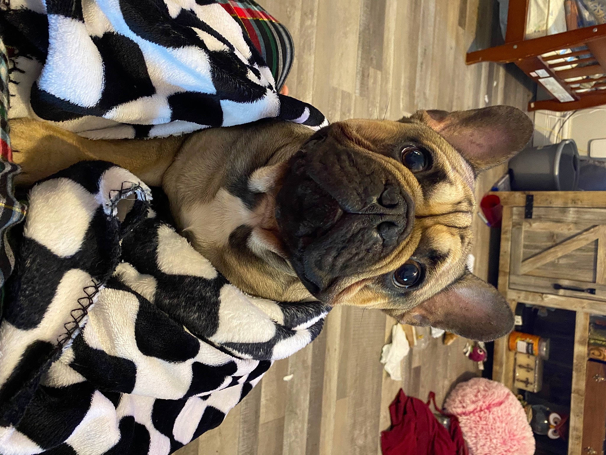 George is registered to the contest to win money with this photo: carmine, carnivore, collar, comfort, companion_dog, dog, dog_breed, dog_collar, dog_supply, fawn, fur, military_camouflage, pattern, pet_supply, snout, sporting_group, sunglasses, white, wood, working_animal