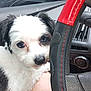 Ellie joined the competition — help win amazing prizes! dog, pet, black_and_white, fluffy, car, steering_wheel, lap, closeup, cute, companion, indoor, animal, vehicle_interior, window, reflection, human, leg, seat, dashboard, daylight