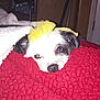 Ellie is registered to the contest to win money with this photo: dog, pet, blanket, red_blanket, yellow_bow, indoor, cozy, cute, sleepy, fur, animal, small_dog, resting, black_and_white, head, nose, ears, close_up, comfort, relaxation