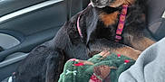 Allie Henry is registered to the contest to win money with this photo: dog, car, seat, blanket, harness, window, interior, pet, animal, cozy, travel, passenger, resting, looking_out, fabric, furniture, transportation, domestic_animal, mammal, relaxed