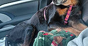 Allie Henry is registered to the contest to win money with this photo: animal, black_dog, blanket, car, companion, cozy, dog, domestic_animal, harness, interior, looking_out, pet, resting, road_trip, seat, side_view, tan_markings, travel, vehicle, window