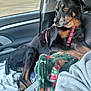 Allie Henry is registered to the contest to win money with this photo: dog, car, seat, blanket, interior, window, harness, black_dog, tan_markings, resting, side_view, travel, pet, domestic_animal, cozy, looking_out, road_trip, animal, companion, vehicle