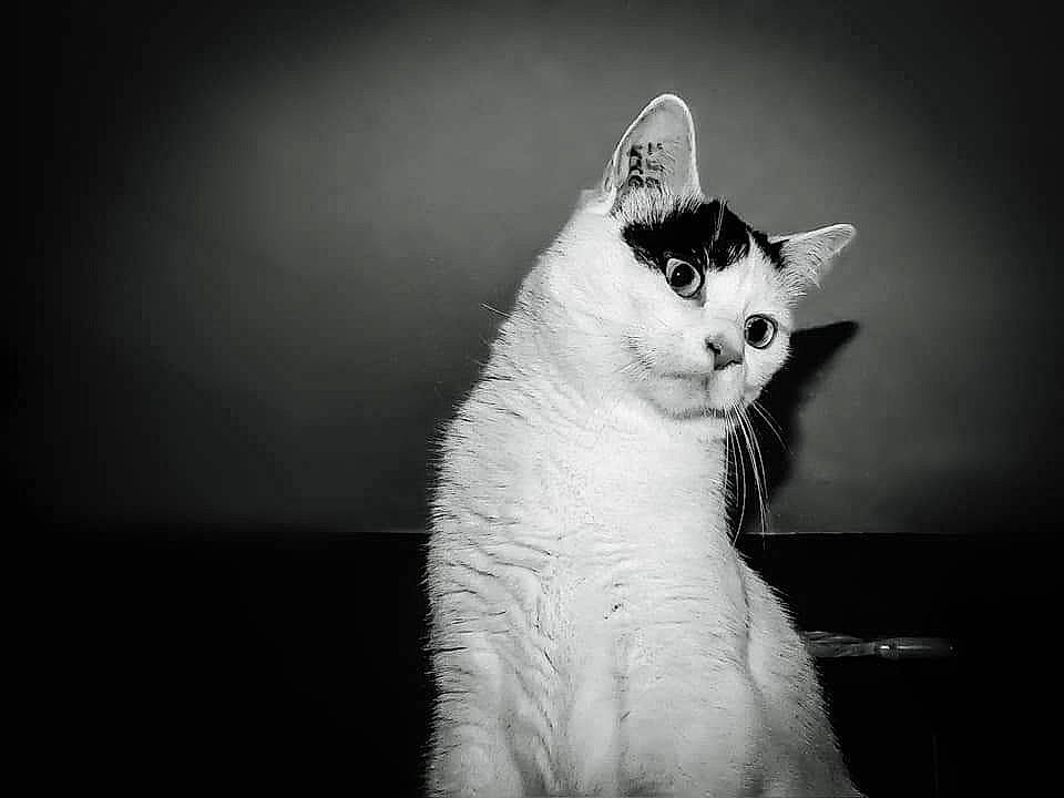 Blanche a rejoint le concours — aidez-le/la à gagner de superbes lots ! black_and_white, carnivore, cat, darkness, domestic_short_haired_cat, felidae, flash_photography, fur, grey, mammal, monochrome, monochrome_photography, paw, sky, small_to_medium_sized_cats, snout, still_life_photography, tail, vertebrate, whiskers