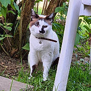 Kitty participe au concours pour gagner de l'argent avec cette photo : cat, animal, pet, white_cat, brown_markings, collar, bell, grass, plants, trees, garden, outdoor, nature, chair, plastic_chair, ground, curious, sitting, feline, daylight