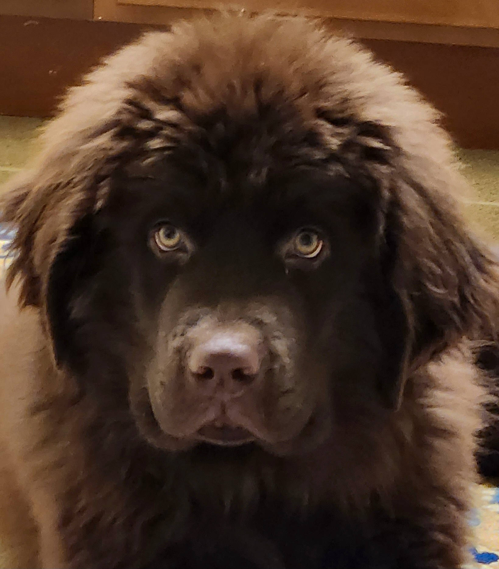 Griffin joined the competition — help win amazing prizes! ancient_dog_breeds, canidae, carnivore, caucasian_shepherd_dog, companion_dog, dog, dog_breed, fur, gaddi_kutta, giant_dog_breed, gun_dog, himalayan_sheepdog, liver, snout, sporting_group, terrestrial_animal, tibetan_mastiff, whiskers, working_animal, working_dog