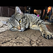 Karma is registered to the contest to win money with this photo: animal, cat, close_up, cozy, domestic_cat, floor, fur, home, indoor, lying_down, paws, pet, relaxed, resting, sleepy, soft_light, tabby_cat, texture, whiskers, yellow_eyes