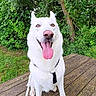 dog, white_dog, tongue_out, happy, pet, canine, outdoor, nature, greenery, wooden_deck, leash, ears_up, sitting, close_up, summer, forest, tree, grass, animal, friendly