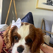 Luci joined the competition — help win amazing prizes! puppy, dog, bow, close_up, cute, pet, indoor, living_room, cushion, lamp, hand, person, fur, collar, adorable, brown_and_white, face, animal, portrait, home