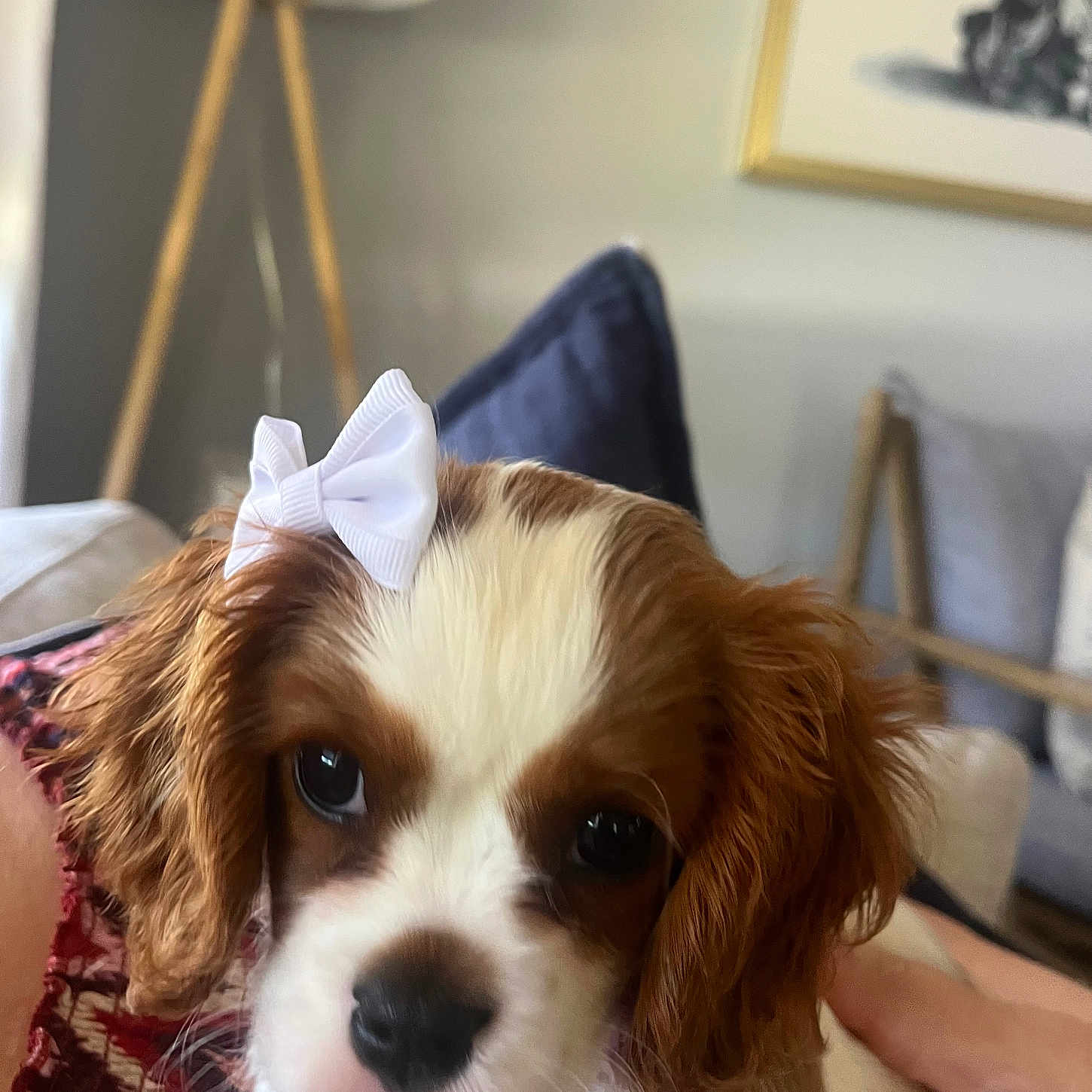Luci