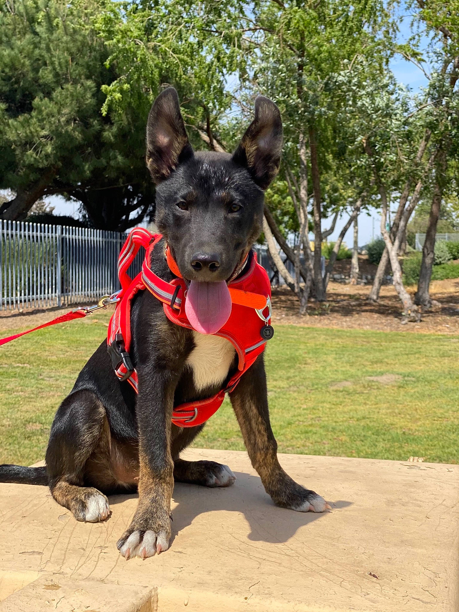 Logan joined the competition — help win amazing prizes! art, canidae, carnivore, collar, companion_dog, dog, dog_breed, dog_collar, dog_supply, fawn, guard_dog, hunting_dog, non_sporting_group, plant, snout, sporting_group, toy_dog, tree, working_animal, working_dog