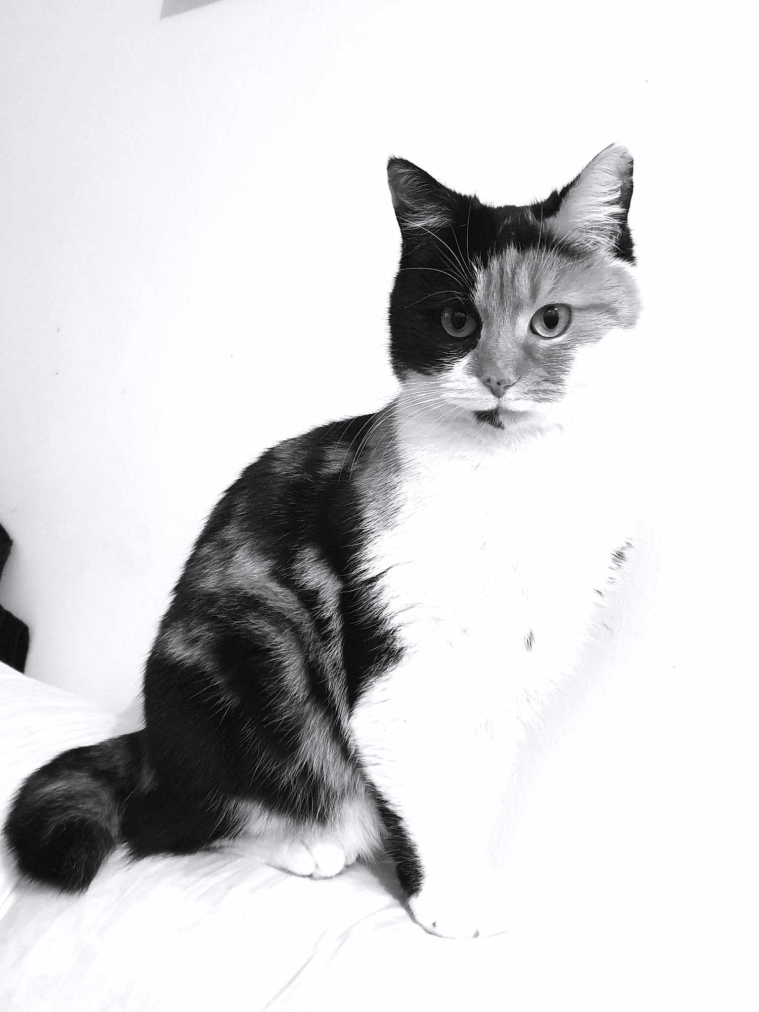Lady