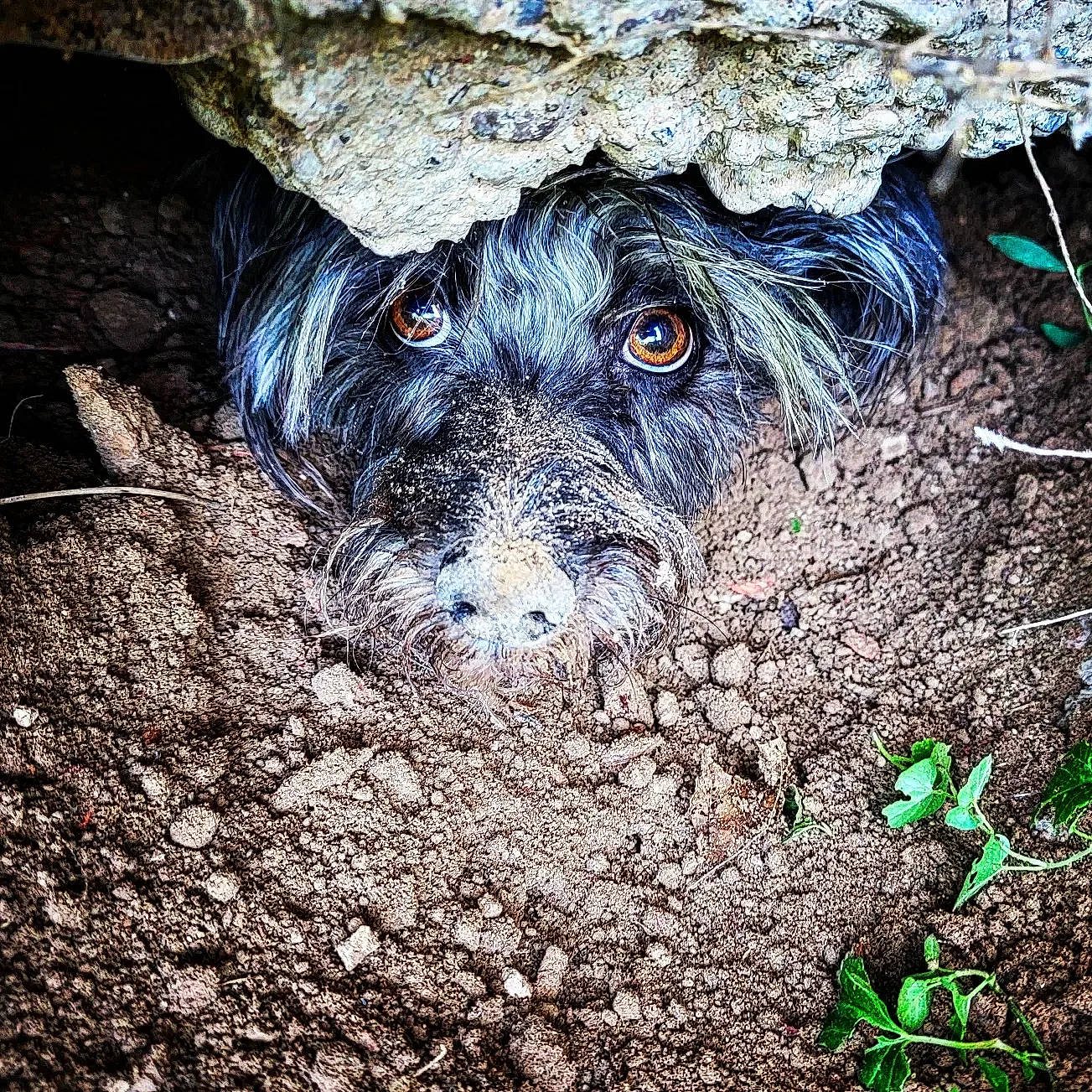 Stoney joined the competition — help win amazing prizes! art, bedrock, canidae, carnivore, dog, dog_breed, electric_blue, eye, grass, plant, rock, snout, soil, sporting_group, terrestrial_animal, tree, trunk, wildlife, wood, working_animal