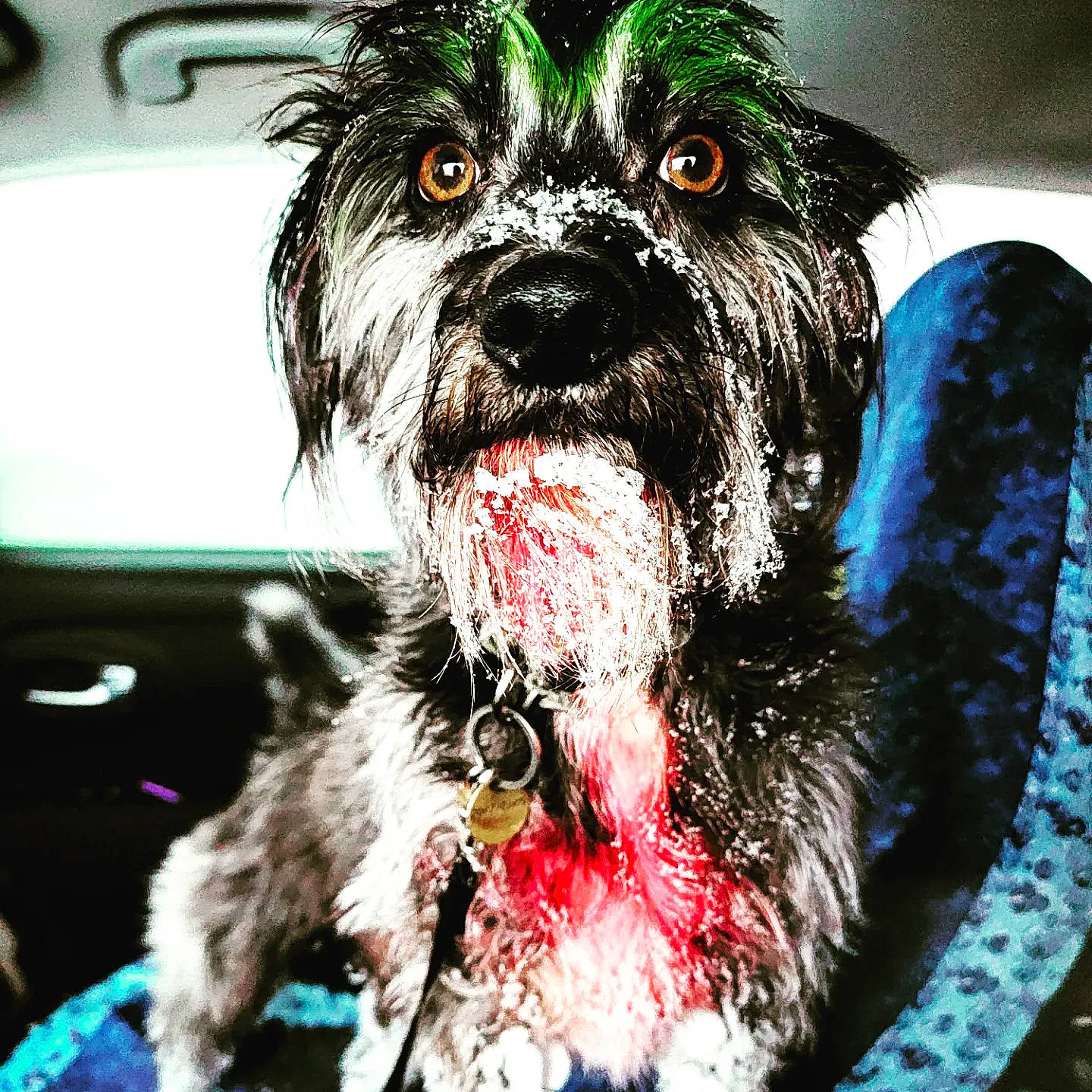 Stoney is registered to the contest to win money with this photo: canidae, carnivore, collar, companion_dog, dog, dog_breed, dog_collar, dog_supply, fur, paw, puppy, small_terrier, snout, sporting_group, terrier, toy_dog, vehicle_door, whiskers, windshield, working_animal