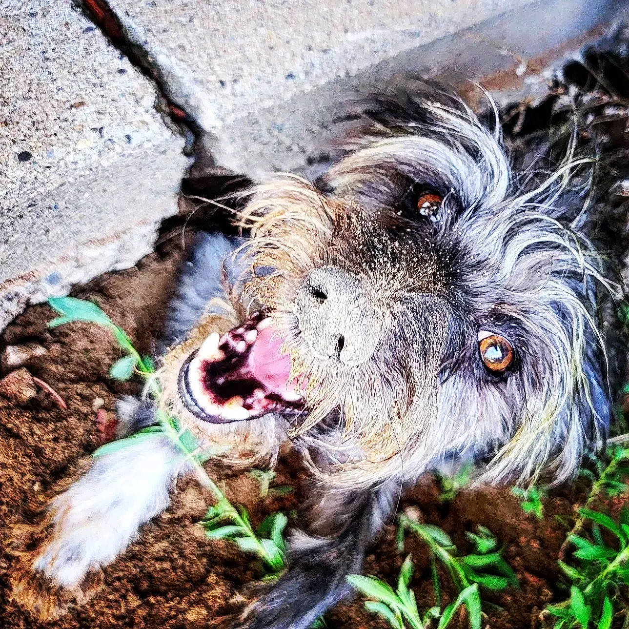 Stoney joined the competition — help win amazing prizes! canidae, carnivore, cockapoo, companion_dog, dog, dog_breed, fur, grass, rodent, schnauzer, small_terrier, snout, soil, sporting_group, terrestrial_animal, terrier, toy_dog, water_dog, whiskers, working_animal