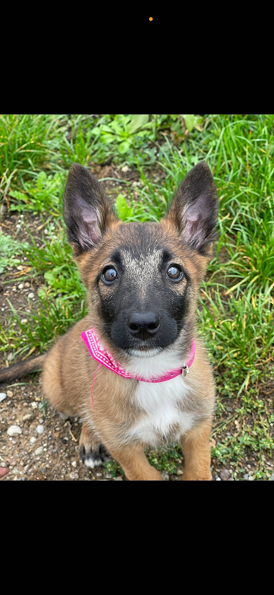 Tara a rejoint le concours — aidez-le/la à gagner de superbes lots ! canidae, carnivore, collar, companion_dog, dog, dog_breed, dog_collar, fawn, fur, grass, groundcover, plant, snout, sporting_group, terrestrial_animal, terrestrial_plant, toy_dog, tree, whiskers, working_animal