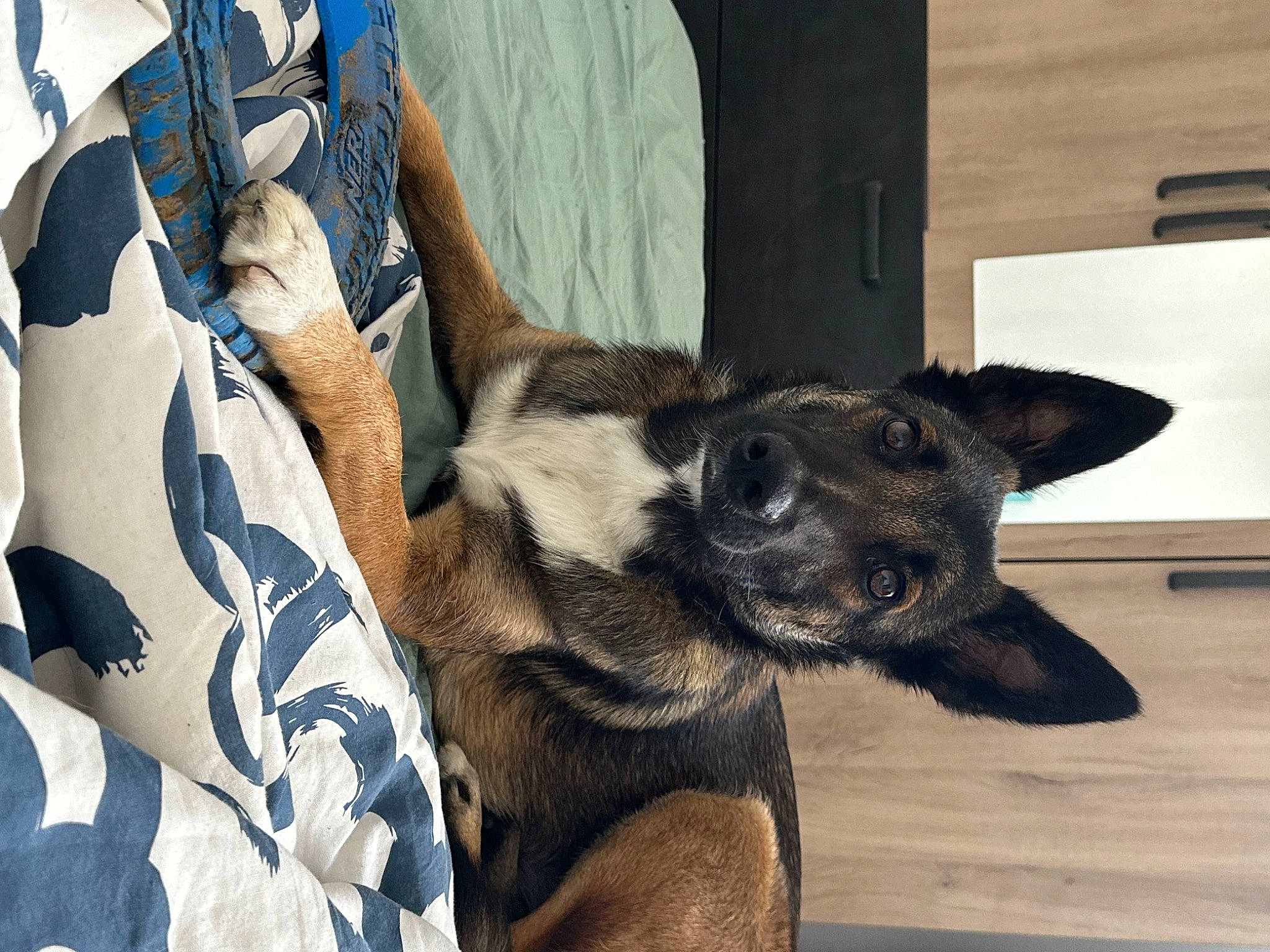 Tara participe au concours pour gagner de l'argent avec cette photo : canidae, carnivore, collar, companion_dog, dog, dog_breed, dog_collar, ear, electric_blue, fawn, fur, pattern, pet_supply, snout, sporting_group, terrestrial_animal, whiskers, window, working_animal, working_dog