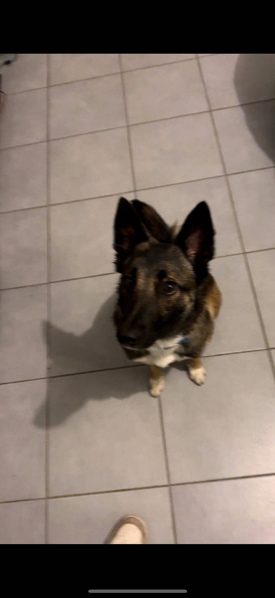 Tara participe au concours pour gagner de l'argent avec cette photo : canidae, carnivore, companion_dog, dog, dog_breed, east_european_shepherd, fawn, floor, flooring, german_shepherd_dog, grey, king_shepherd, old_german_shepherd_dog, snout, sporting_group, tail, tile, tile_flooring, working_animal, working_dog