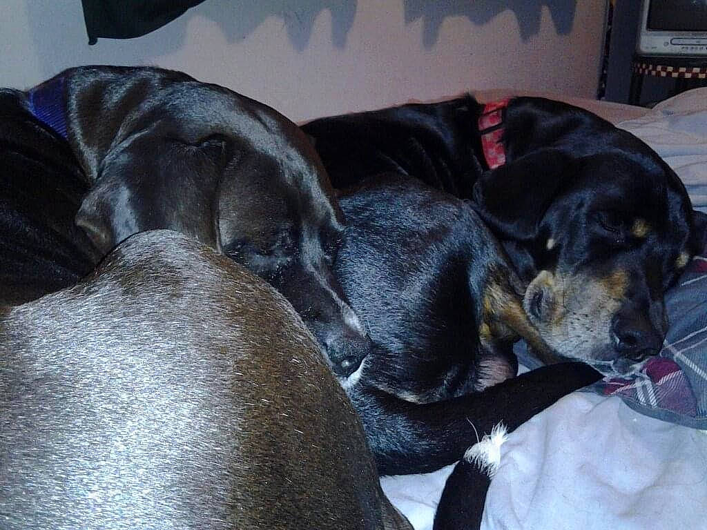 Milly joined the competition — help win amazing prizes! borador, canidae, carnivore, collar, comfort, companion_dog, couch, dog, dog_breed, dog_supply, fur, grey, guard_dog, gun_dog, nap, sleep, snout, sporting_group, whiskers, working_animal