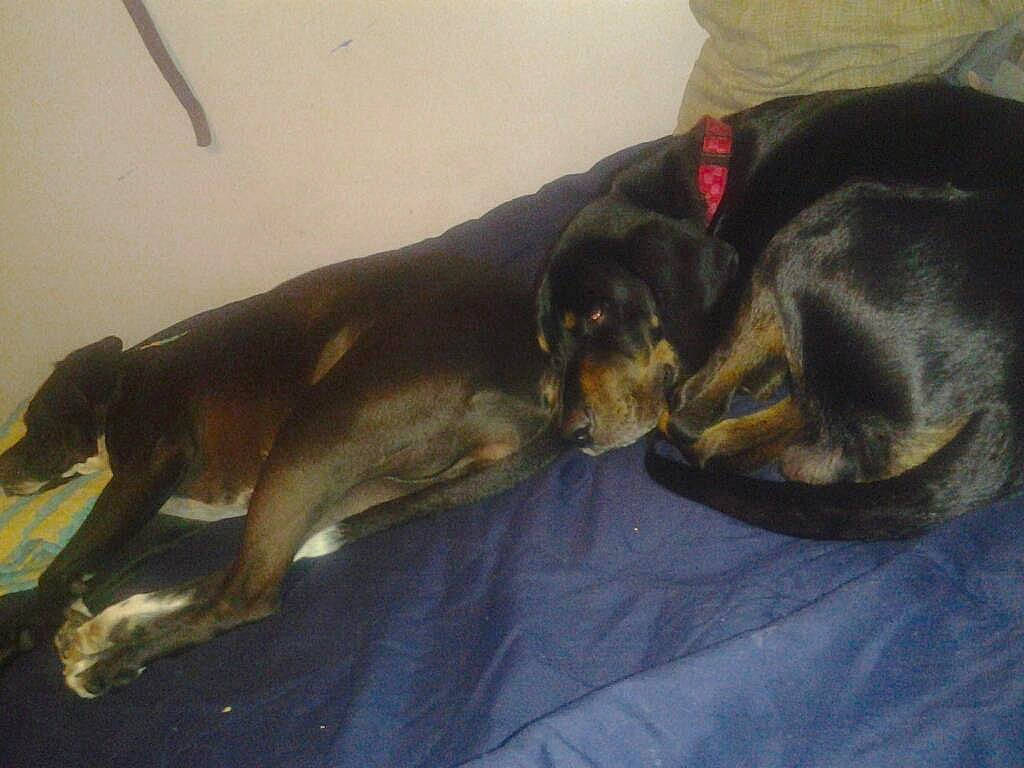 Milly is registered to the contest to win money with this photo: canidae, carnivore, comfort, companion_dog, dog, dog_breed, fawn, fur, guard_dog, hound, hunting_dog, sporting_group, tail, working_dog