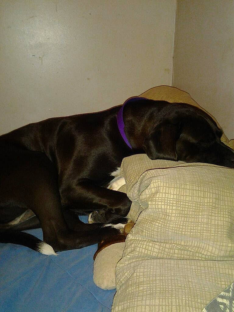 Milly joined the competition — help win amazing prizes! borador, canidae, carnivore, collar, comfort, companion_dog, dog, dog_breed, dog_collar, dog_supply, fawn, fur, liver, mammal, retriever, snout, sporting_group, tail, vertebrate, working_animal