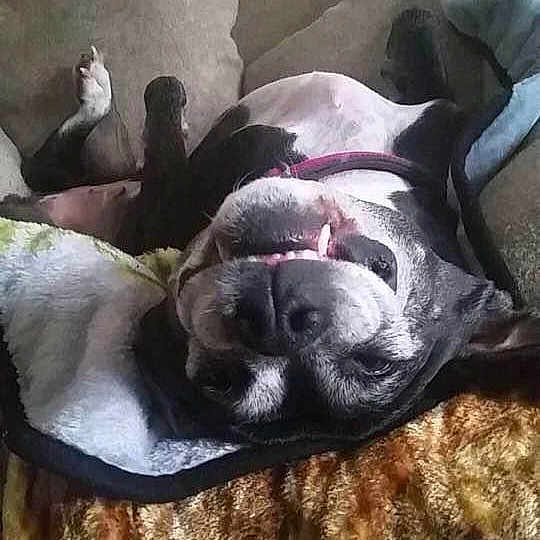 Milly joined the competition — help win amazing prizes! canidae, carnivore, comfort, companion_dog, dog, dog_breed, fawn, fur, grey, guard_dog, nap, non_sporting_group, sleep, snout, sporting_group, terrestrial_animal, whiskers, working_animal, working_dog