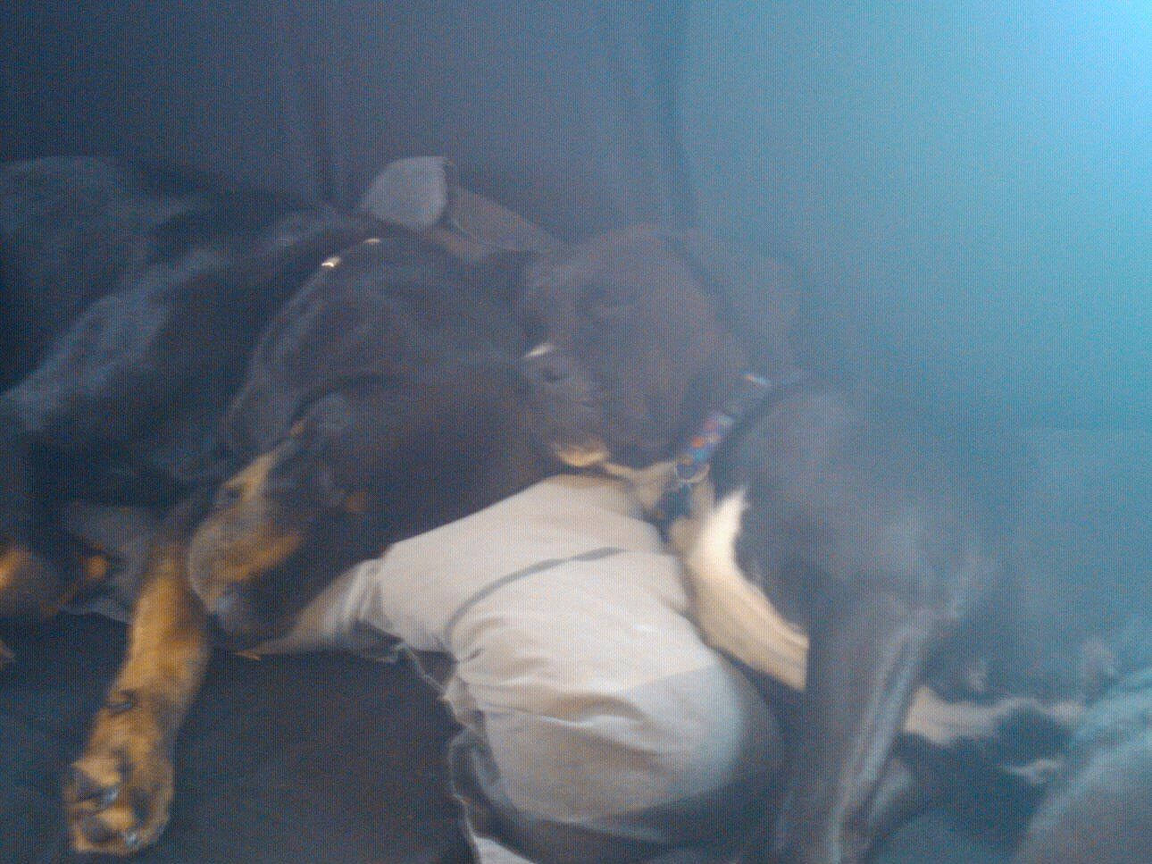 Milly is registered to the contest to win money with this photo: canidae, carnivore, comfort, companion_dog, dog, dog_breed, ear, fawn, guard_dog, hunting_dog, sporting_group, working_animal, working_dog