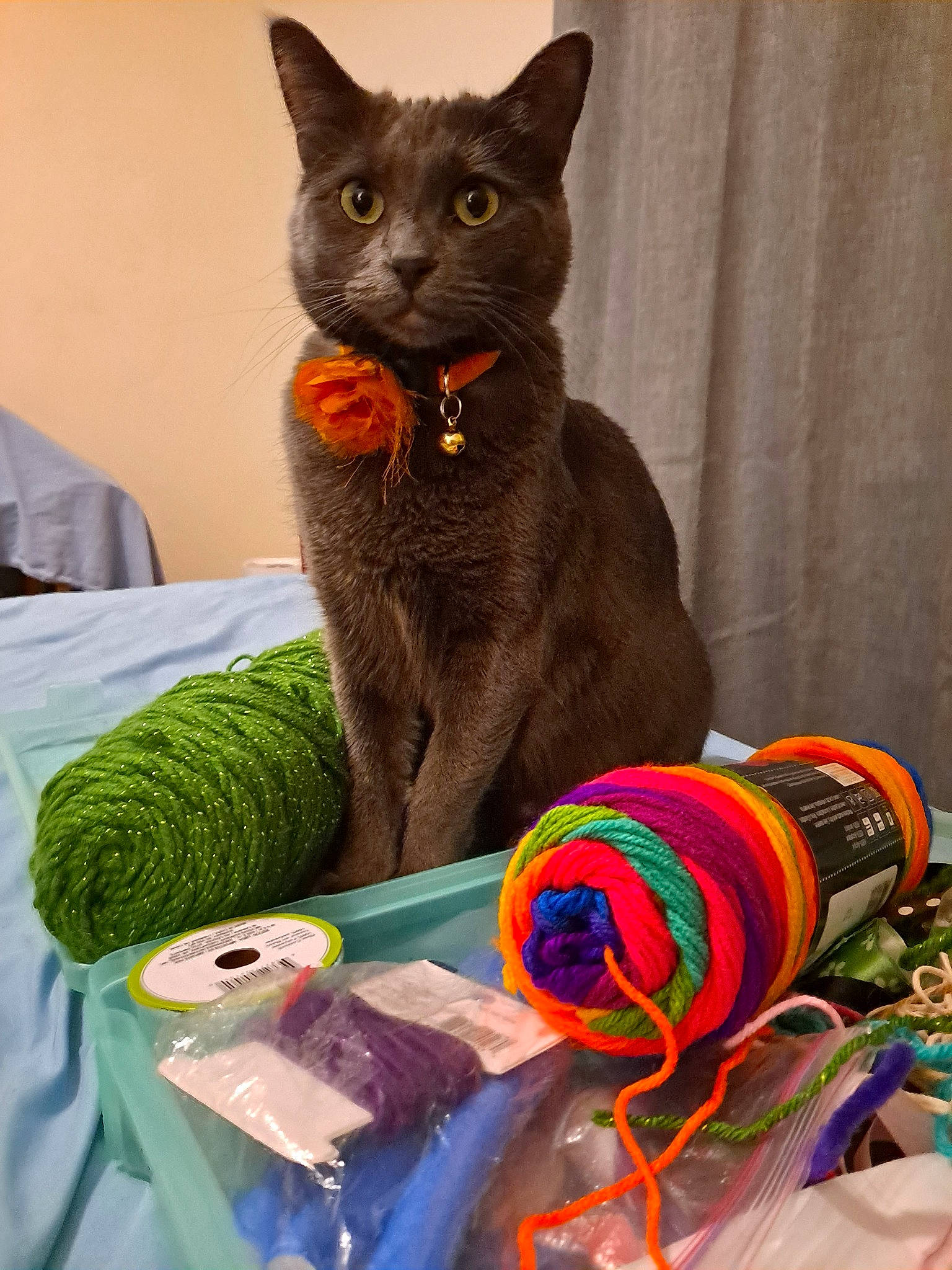 Beatrice joined the competition — help win amazing prizes! bag, bombay, carnivore, cat, curtain, domestic_short_haired_cat, event, fashion_accessory, felidae, fur, linens, pattern, russian_blue, small_to_medium_sized_cats, textile, thread, whiskers, window, wool, woolen