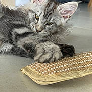 Aslan participe au concours pour gagner de l'argent avec cette photo : cat, kitten, paw, fur, close_up, indoor, floor, woven_pad, ear, whiskers, eyes, sleepy, tabby, gray_tabby, long_hair, pet, mammal, relaxing, portrait, cuddly