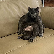 Lunito is registered to the contest to win money with this photo: cat, gray_cat, sitting, couch, beige, leather, indoor, pet, feline, relaxed_pose, looking_at_camera, animal, fur, whiskers, ears, paws, floor, table, documents, furniture