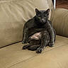 cat, gray_cat, sitting, couch, beige, leather, indoor, pet, feline, relaxed_pose, looking_at_camera, animal, fur, whiskers, ears, paws, floor, table, documents, furniture