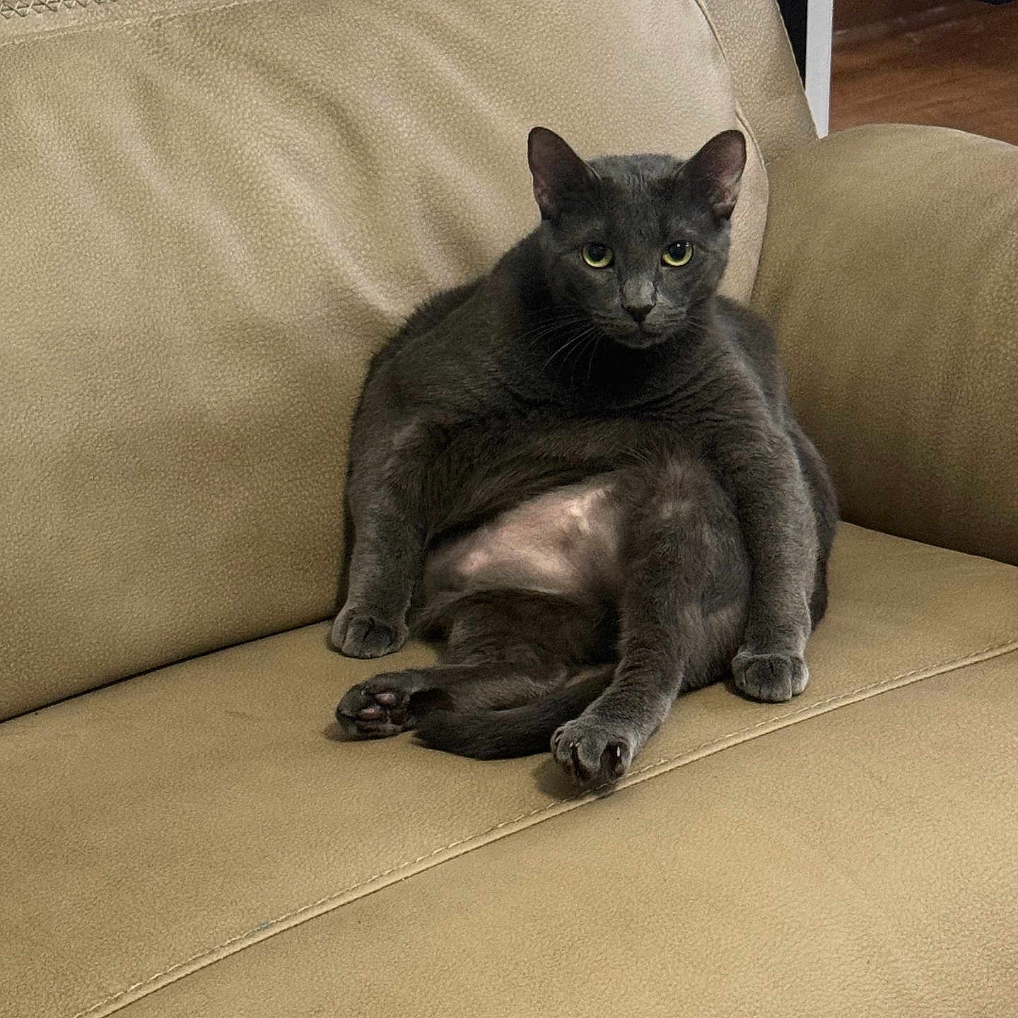 Lunito is registered to the contest to win money with this photo: cat, gray_cat, sitting, couch, beige, leather, indoor, pet, feline, relaxed_pose, looking_at_camera, animal, fur, whiskers, ears, paws, floor, table, documents, furniture