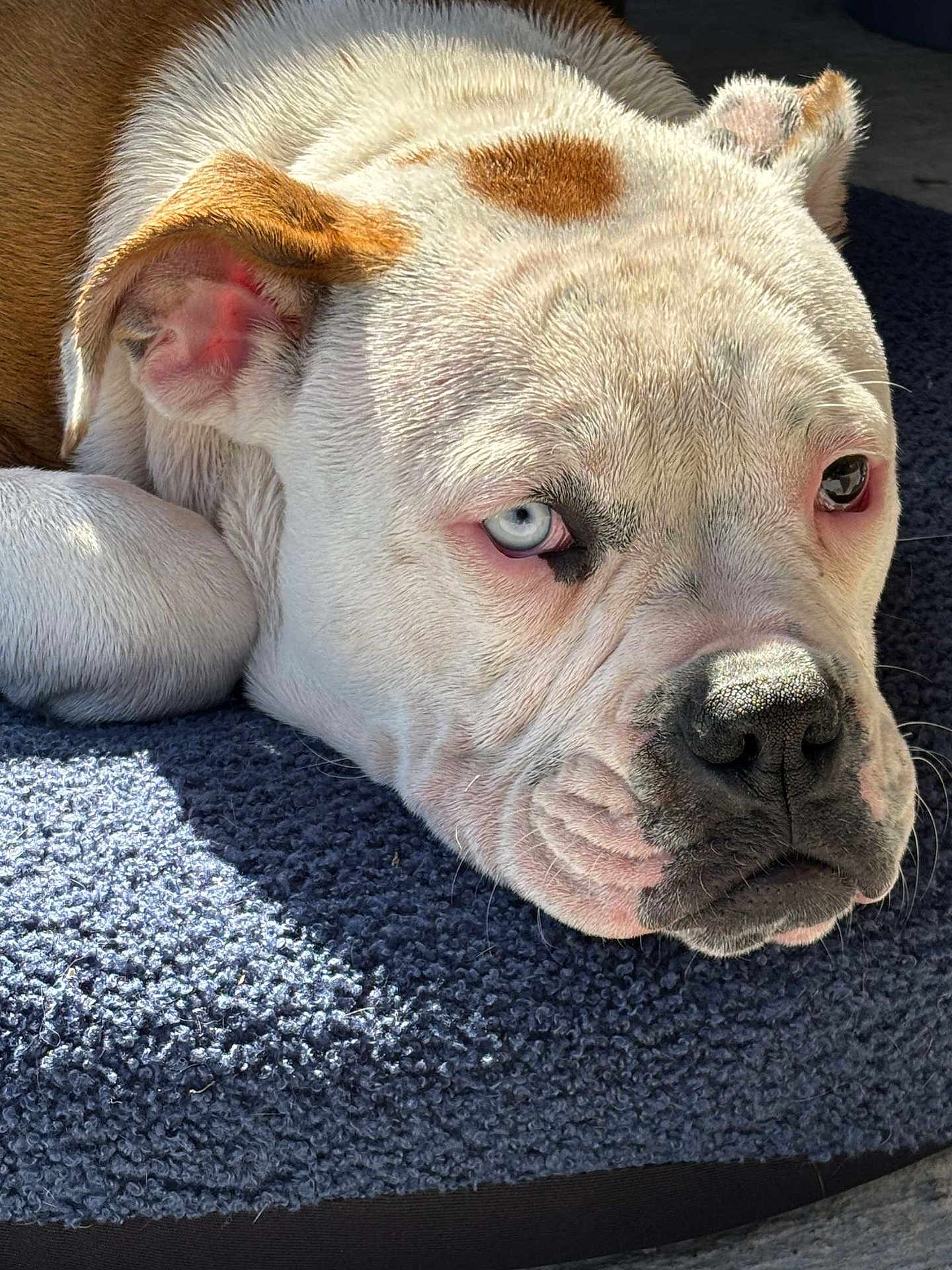 Thanos Wallet a rejoint le concours — aidez-le/la à gagner de superbes lots ! dog, close_up, blue_eyes, white_fur, brown_spots, pet, lying_down, resting, sunlight, indoor, carpet, canine, animal, mammal, portrait, cute, fur_texture, relaxed, snout, ears