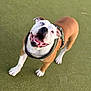 dog, bulldog, happy, smiling, pet, animal, canine, outdoor, green_background, playful, looking_up, brown_and_white, harness, tongue_out, friendly, close_up, four_legs, ears, teeth, fur